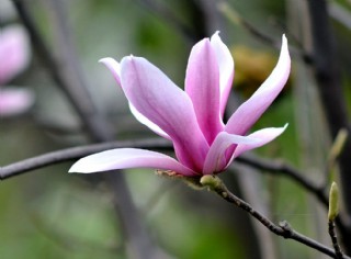 玉兰花图片