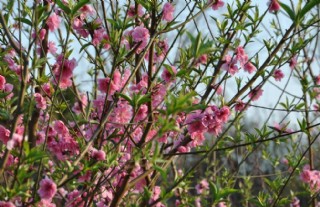 桃花 桃树枝图片