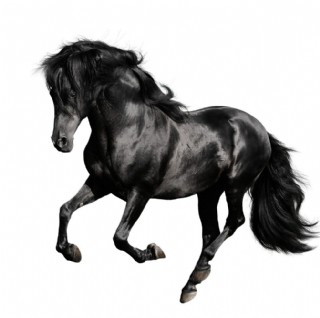 黑马奔腾图片