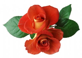 白底花卉花朵花瓣