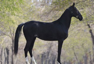 汗血寶馬圖片