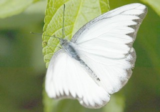 白色的蝴蝶图片