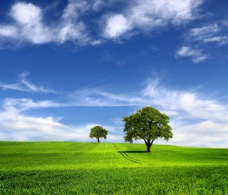 蓝天白云草地大树图片