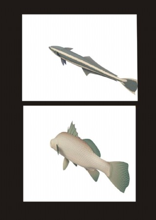 龟头鱼多春鱼3d模型